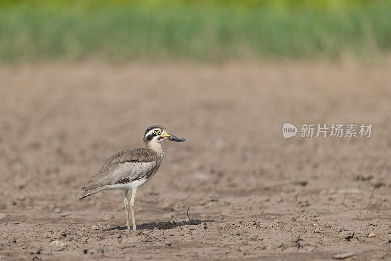 涉禽，成年大厚膝鹬(Esacus recurvirostris)，也被称为大石鸻，